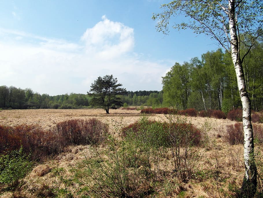 amarrar, llum, primavera, pot, lluny, senderisme, recuperació, conservació de la natura, naturalesa, humit, canya, bosc, bedoll, infern, h, pis, ampli, planta, arbre, paisatge, terra, cel, medi ambient, camp, creixement, escena tranquil·la, tranquil·litat, dia, bellesa a la natura, núvol - cel, escenics - natura, cap gent, escena no urbana, herba, escena rural, llum solar, a l'aire lliure, 4K