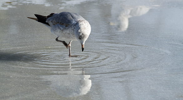 gaivota, comendo, gelo, reflexão, fechar-se, detalhe, pássaro, natureza, comer, ao ar livre, Comida, animais, azul, bico, lanche, aves marinhas, animais selvagens, selvagem, vida, asas, agua, lagoa, lago, congeladas, neve, inverno, frio, gelado, Z e, animal, temas animais, um animal, vertebrado, animais em estado selvagem, dia, ninguém, comprimento total, molhado, movimento, focar em primeiro plano, de praia, areia, 4K, CC0, domínio público, royalty free