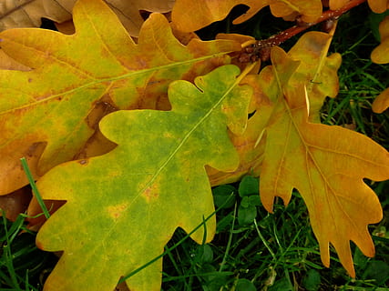 daun, ek, daun ek, pohon, musim gugur, daun oak, Daun-daun, alam, jerman oak, muncul, jatuh dedaunan, terang, pohon berganti daun, keemasan, struktur, hutan musim gugur, suasana hati, bagian tanaman, perubahan, menanam, keindahan di alam, daun maple, tidak ada orang, merapatkan, hari, pertumbuhan, warna hijau, vena daun, kuning, di luar rumah, fokus pada latar depan, pohon maple, kondisi alam, 2K, CC0, domain publik, bebas royalti