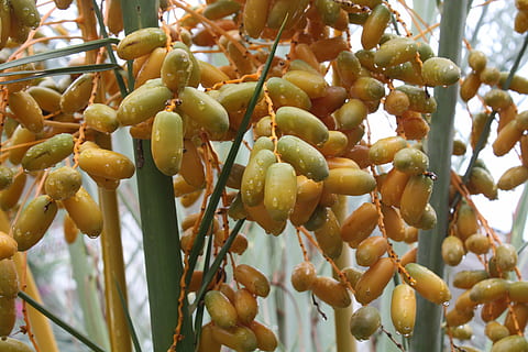 far cadere, frutta, albero, cibo, natura, agricoltura, cibo e bevande, mangiare sano, pianta, crescita, freschezza, avvicinamento, nessuno, giorno, concentrarsi sulle conoscenze acquisite, benessere, sospeso, bellezza nella natura, all'aperto, Data, colore verde, maturo, spuntino, 4K, CC0, dominio pubblico, privo di copyright