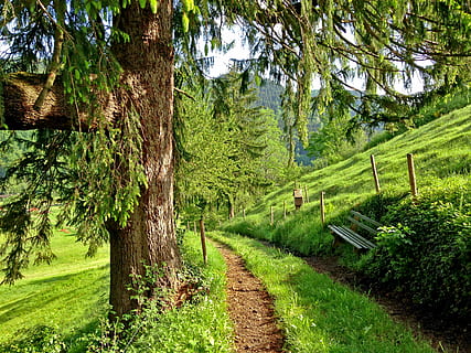 pathway, gressfelt, dagtid, vei, hvit, tre, benk, plasseres, brun, gjerde, grønn, blad tre, felt, gress, sti, gren, landlig, spor, natur, Tyskland, sykkeltur, svart skog, høyde, anlegg, land, grønn farge, ro, skjønnhet i naturen, ingen folk, vekst, rolig scene, landskap, trestamme, stamme, dag, veien forover, retning, miljø, naturskjønnhet - natur, utendørs, 2K, CC0, offentlig domene, opphavsrett gratis