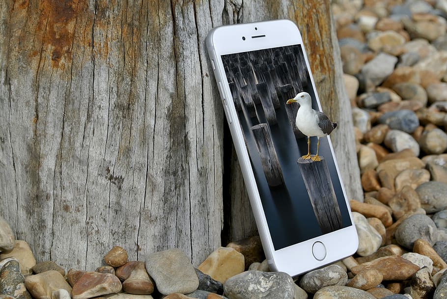 smartphone, måge, komponere, fugl, billedoverlay, digital kunst, trådløs teknologi, beskadiget, bærbar informationsenhed, meddelelse, tæt på, teknologi, solid, træ - materiale, smart telefon, dag, ingen mennesker, klippe, sten - objekt, mobiltelefon, udendørs, stilleben, natur, forbindelse, rock-objekt, nummer, rullesten, 4K