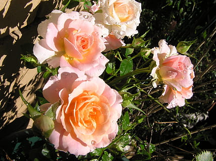 gotes de pluja, roses, endavant, flor, flor de roses, fragilitat, naturalesa, bellesa a la natura, cap de flor, planta amb flors, rosa, pètal, frescor, planta, vulnerabilitat, inflorescència, primer pla, creixement, cap gent, dia, color rosa, vista d’angle alt, color de corall, a l'aire lliure, bouquet, 1080P, CC0, domini públic, lliure de regalies