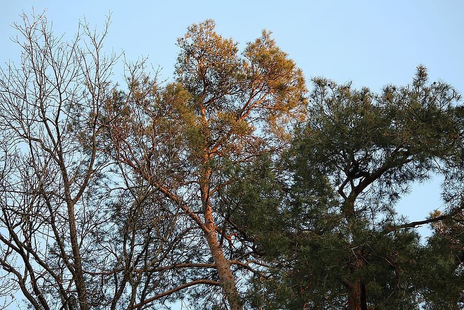 barrträd, träd, tall, gren, tallgren, natur, utomhus, dag, lågvinkelvy, inget folk, växt, himmel, tillväxt, skönhet i naturen, lugn, höst, Byta, landa, grön färg, scenics - natur, trädstam, klar himmel, lugn plats, trädtak, 5K