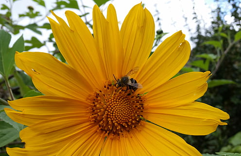 Blume, Biene, Insekt, Pollen, Gelb, Blumen, Bestäubung, Pflanze, Natur, Blütenblatt, Sommer-, Nahansicht, Blütenkopf, Makro, Schönheit in der Natur, draußen, einzelne Blume, blühende Pflanze, Frische, Zerbrechlichkeit, wirbellos, Wachstum, Tierwelt, Tierthemen, Verletzlichkeit, Tier, Tiere in freier Wildbahn, Blütenstand, keine Leute, 4K, CC0, gemeinfrei, lizenzfrei