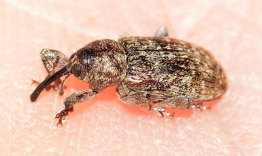 punteruolo marrone, tonchio, coleotteri, insetti, temi animali, animale, fauna selvatica, un animale, invertebrato, animali allo stato selvatico, avvicinamento, insetto, nessuno, natura, vista dall'alto, concentrarsi sulle conoscenze acquisite, messa a fuoco selettiva, acqua, artropodo, zoologia, all'aperto, giorno, 1080P, CC0, dominio pubblico, privo di copyright