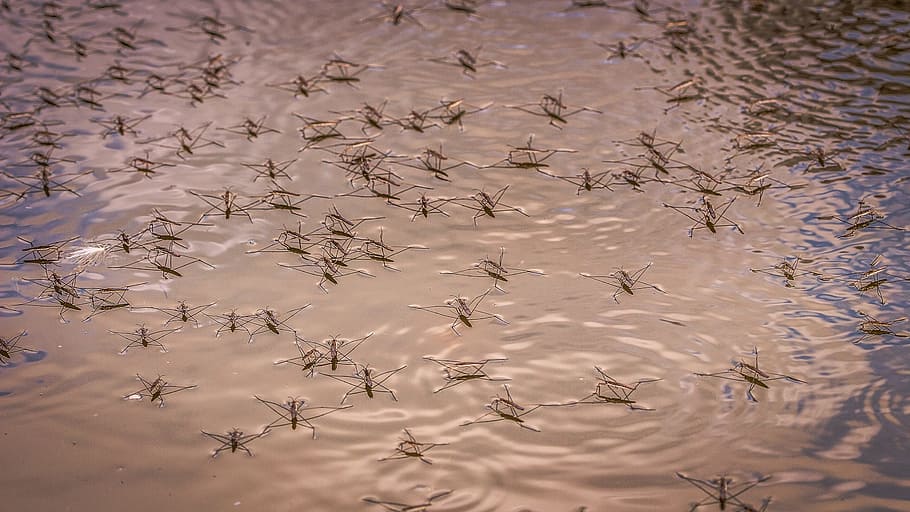 aigua, strider, insecte, error, reflexió, cap gent, fons, marc complet, dia, fauna animal, naturalesa, temes d'animals, animal, vista d’angle alt, tranquil·litat, bellesa a la natura, llac, a l'aire lliure, ondulat, animals a la natura, hivern, grup d’animals, 2K