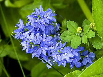 Garden, Flower, Cluster, blue, tiny, plant, nature, purple, growth, leaf, freshness, flowering plant, beauty in nature, fragility, vulnerability, close-up, petal, inflorescence, plant part, flower head, focus on foreground, botany, blossom, day, no people, springtime, bunch of flowers, lilac, 2K, CC0, public domain, royalty free