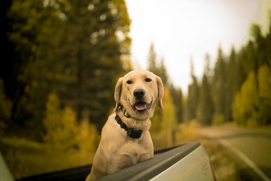 selectiu, focalitzar la fotografia, recobert curt, marró, gos, camioneta, foto del focus, groc, labrador retriever, camió, arbre, coll, bosc, verd, caure, color, full, un animal, caní, temes d'animals, nacional, mascotes, mamífer, animals domèstics, animal, retriever, transport, naturalesa, dia, mirant, planta, manera de transport, mirant cap a fora, cap d’animals, 4K
