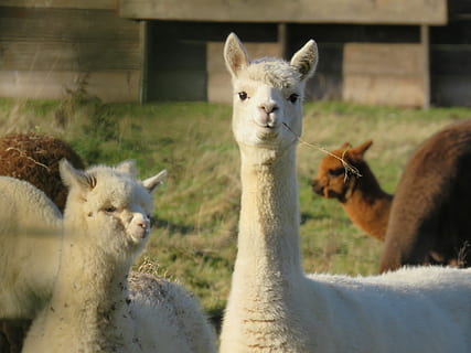 bianca, llamas, verde, campo d'erba, giorno, superficiale, fotografia a fuoco, Due, gruppo di animali, animale, temi animali, mammifero, vertebrato, bestiame, animali domestici, fauna selvatica, nessuno, campo, due animali, natura, lama, animali allo stato selvatico, terra, domestico, erbivoro, concentrarsi sulle conoscenze acquisite, all'aperto, testa di animale, famiglia di animali, 4K, CC0, dominio pubblico, privo di copyright