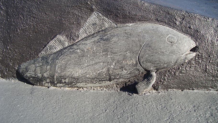 peix, bacallà, art, art de pedra, art mural, animal, fauna animal, temes d'animals, un animal, animals a la natura, rèptil, cap gent, naturalesa, vertebrats, tortuga, primer pla, dia, terra, tortuga marina, a l'aire lliure, sòlid, mar, aigua, vista d’angle alt, closca de tortuga, marí, escala d’animals, 2K