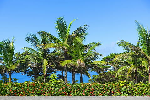 Palmen, Pflanzenwand, tagsüber, Pflanze, Wand, Palme, tropisches Klima, Blau, Natur, Strand, Himmel, Sommer-, Urlaube, Meer, Baum, draußen, idyllisch, Insel, keine Leute, Reise, Urlaubsort, Kokospalme, Reiseziele, grüne Farbe, Schönheit in der Natur, Wachstum, Ruhe, ruhige Szene, Szenen - Natur, Tag, klarer Himmel, Land, Wasser, Palmblatt, tropischer Baum, 1080P, CC0, gemeinfrei, lizenzfrei