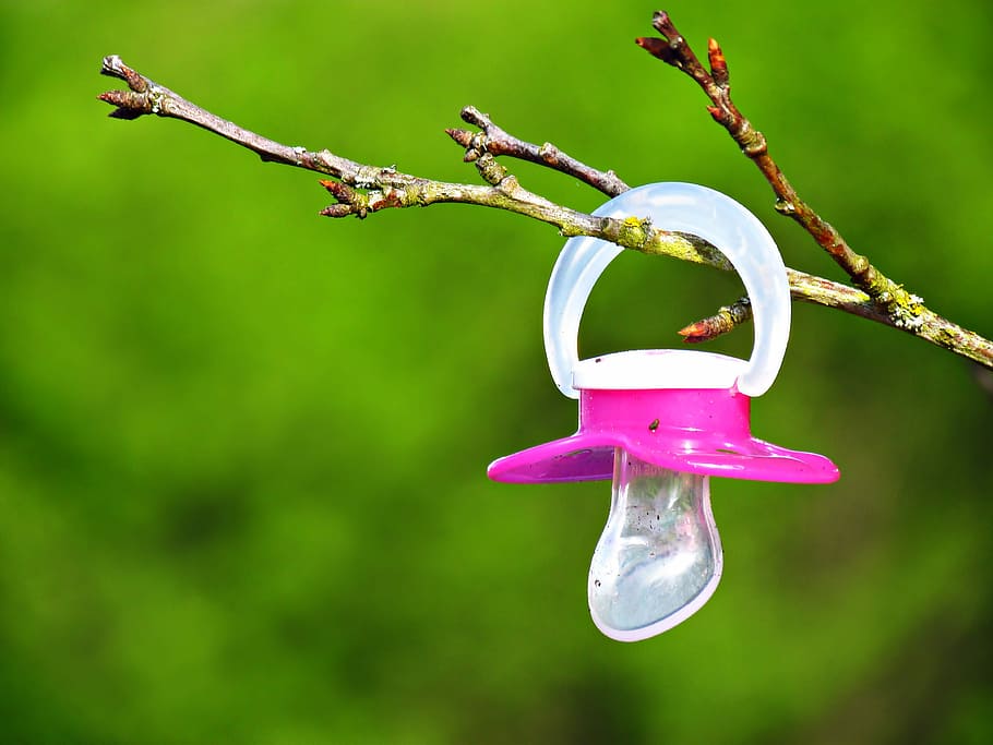 růžový, závěsný, zastavit, strom, dudlík, pozastavena, větev, dítě, nikdo, den, dětství, venku, detail, zaměřit se na popředí, rostlina, Příroda, růst, krása v přírodě, větvička, růžová barva, křehkost, zelená barva, zranitelnost, klid, stonek rostliny, květ, 4K