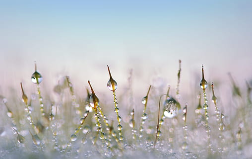 water droplets, leaf, moss, drip, close, tender, garden, mirroring, winter, season, nature, snow, plant, flower, drop, beauty in nature, flowering plant, no people, selective focus, freshness, close-up, water, fragility, growth, springtime, outdoors, vulnerability, copy space, day, wet, dew, softness, flower head, 4K, CC0, public domain, royalty free