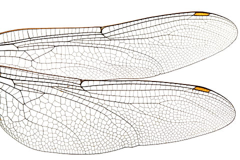 Due, illustrazione di ali di libellula, insetto, avvicinamento, libellula, volare, fragile, isolato, struttura, bianca, ala, Ali, animale, natura, macro, nessuno, modello, sfondo bianco, temi animali, ala animale, singolo oggetto, modello naturale, pesce, girato in studio, in casa, complessità, invertebrato, design, primo piano estremo, tecnologia, cibo, industria ittica, marino, 1080P, CC0, dominio pubblico, privo di copyright