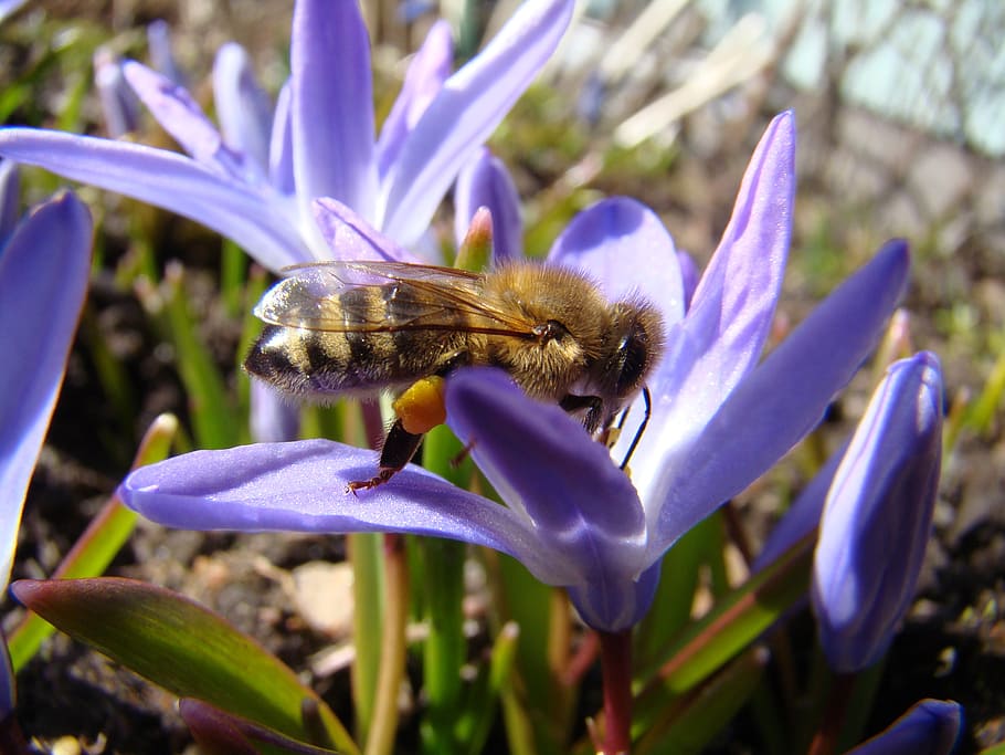 Biene, Insekt, Frühling, Blume, Pflanze, Tier, blühende Pflanze, Tiere in freier Wildbahn, Tierthemen, Tierwelt, wirbellos, Schönheit in der Natur, lila, Zerbrechlichkeit, Wachstum, ein Tier, Verletzlichkeit, Blütenblatt, Nahansicht, Frische, Blütenkopf, Bestäubung, keine Leute, Tierflügel, Pollen, Krokus, 2K