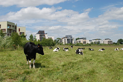 krávy, budov, pole, ve městě, zac, souostroví, rennes, zac beausoleil, tempo, krásné slunce, kráva, zemědělství, hospodařit, dobytek, zvíře, hospodářských zvířat, venkovské scény, tráva, pastvina, pastvy, louka, Příroda, stádo, exteriér budovy, stavba, architektura, zvířat, domácí, savec, domácí zvířata, rostlina, domácí mazlíčci, přistát, mrak - nebe, obratlovců, skupina zvířat, nebe, budova, venku, nikdo, býložravý, 4K, CC0, veřejná doména, bez autorských práv