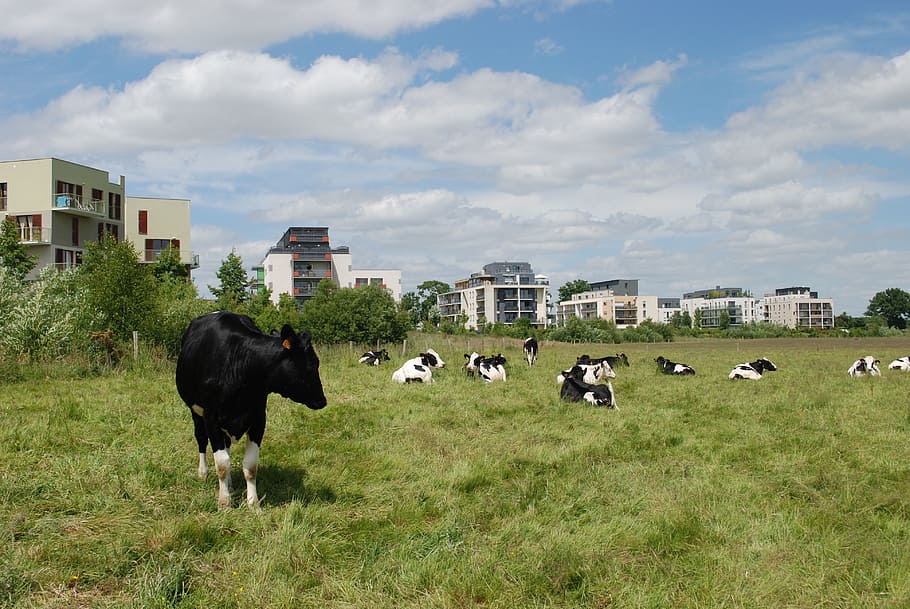 vaques, edificis, camp, camps, camps de la ciutat, zac, arxipèlag de la ciutat, rennes, zac beausoleil, ritme, sol preciós, vaca, agricultura, granja, ramat, animal, bestiar, escena rural, herba, pastures, pasturatge, prat, naturalesa, exterior de l'edifici, estructura construïda, arquitectura, temes d'animals, nacional, mamífer, animals domèstics, planta, mascotes, terra, núvol - cel, vertebrats, grup d’animals, cel, edifici, a l'aire lliure, cap gent, herbívors, 4K