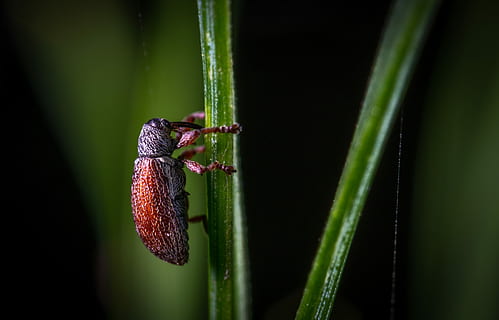 insectă, macro, animale în sălbăticie, animale sălbatice, animale tematice, Culoarea verde, animal, un animal, a închide, nevertebrat, plantă, natură, nici o persoana, să se concentreze asupra primelor elemente, iarbă, zi, în aer liber, selectiv, creştere, zoologie, plante stem, fir de iarbă, 5K, CC0, domeniu public, fără drepturi de autor