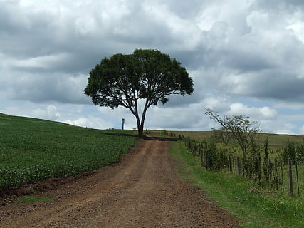 træ, vej, landskab, sti, gård, grusvej, Roca, Mark, landlige scene, sky - himmel, landbrug, natur, vejen frem, scenics, himmel, plante, retning, jord, miljø, vækst, rolig scene, ro, skønhed i naturen, smuds, scenics - natur, dag, ingen mennesker, faldende perspektiv, udendørs, 2K, CC0, offentligt domæne, royaltyfrie