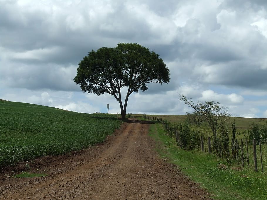 træ, vej, landskab, sti, gård, grusvej, Roca, Mark, landlige scene, sky - himmel, landbrug, natur, vejen frem, scenics, himmel, plante, retning, jord, miljø, vækst, rolig scene, ro, skønhed i naturen, smuds, scenics - natur, dag, ingen mennesker, faldende perspektiv, udendørs, 2K