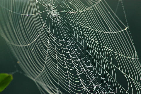 xarxa, web, rosada del matí, al matí, rosada, teranyina, aranya, naturalesa, tirar, macro, primer pla, aràcnids, insecte, fons, humit, estiu, patró, textura, resum, cap gent, fragilitat, temes d'animals, animal, vulnerabilitat, bellesa a la natura, patró natural, dia, invertebrat, a l'aire lliure, enfocament selectiu, un animal, complexitat, artròpode, concèntric, 2K, CC0, domini públic, lliure de regalies