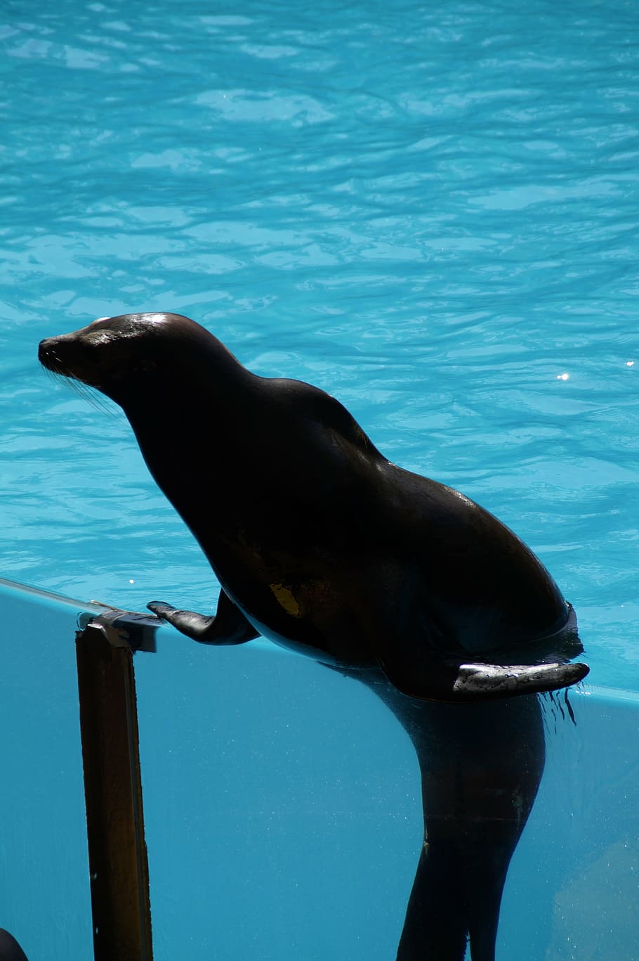 zoo, Lleó marí, fort, de suport, en suport, gesta, circ, piscina, conca d’aigua, apuntalat, pose, posant, blau, femella, gimnàstica, temes d'animals, animal, un animal, aigua, fauna animal, mamífer, animals a la natura, mamífer aquàtic, sota l'aigua, mar, vertebrats, cap gent, naturalesa, segell, dia, nedar, marí, segell - animal, 5K