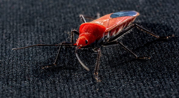 coleottero rosso, insetto, macro, scarafaggio, avvicinamento, un animale, fauna selvatica, temi animali, rosso, nessuno, animale, animali allo stato selvatico, invertebrato, parte del corpo animale, zoologia, giorno, messa a fuoco selettiva, antenna animale, all'aperto, crostaceo, natura, lunghezza intera, artropodo, gamba animale, marino, 4K, CC0, dominio pubblico, privo di copyright