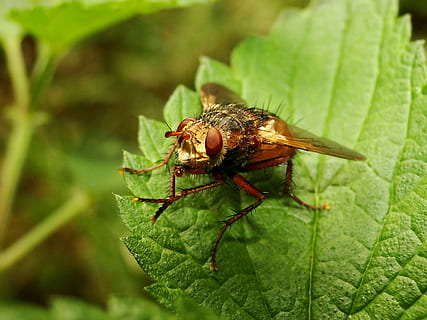 naturalesa, insecte, full, primer pla, animals, muchówki, a la cort de, planta, mucha, ścierwica mięsówka, antenes, estiu, bosc, a prop, el medi ambient, biologia, animal, temes d'animals, part de la planta, fauna animal, un animal, animals a la natura, invertebrat, color verd, cap gent, centrar-se en primer pla, dia, creixement, ala dels animals, volar, a l'aire lliure, 2K, CC0, domini públic, lliure de regalies