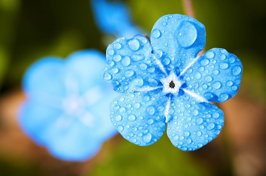 blau, flor petalada, florir, flor, macro, oblida't, degoteig, aigua, pluja, rosada, planta, naturalesa, estiu, a l'aire lliure, dia, fragilitat, primer pla, tirar, cap gent, bellesa a la natura, humit, planta amb flors, frescor, vulnerabilitat, centrar-se en primer pla, pètal, creixement, cap de flor, puresa, suavitat, enfocament suau, 4K