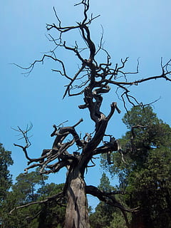 medis, gnarled, susukti, šakos, mediena, pobūdį, augalų, žemas kampo vaizdas, filialas, dangus, švarus dangus, nėra žmonių, dieną, augimą, mėlyna, lauke, ramybė, plikas medis, grožis gamtoje, medžio kamienas, bagažinė, gyvūnų gyvūnija, gyvūnų grupė, gyvūnams, 4K, CC0, Viešasis domenas, nemokamai