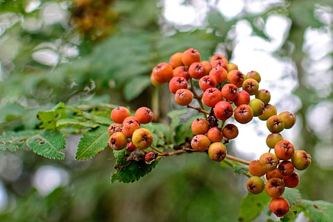 Obst, Eberesche, Berg Asche, rot, Beeren, Früchte, Laubbaum, Lebensmittel, Vögel, Futterpflanze, heilende Wirkungen, Beere, Natur, Essen und Trinken, gesundes Essen, Wachstum, Baum, Pflanze, Blatt, Beerenfrucht, Pflanzenteil, Tag, Fokus auf den Vordergrund, Ast, keine Leute, Frische, Nahansicht, Schönheit in der Natur, draußen, Vogelbeere, reif, 2K, CC0, gemeinfrei, lizenzfrei