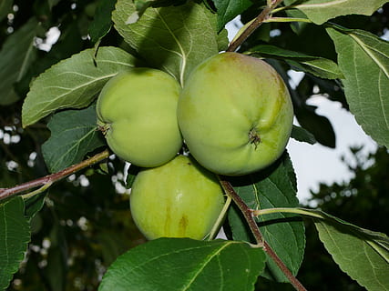 árbol de manzana, verde, Fruta, árbol, manzana, naturaleza, cerrar, rama, manzana verde, verano, jardín, vitaminas, sano, frutas, comida, nutrientes, color verde, hoja, parte de la planta, planta, crecimiento, comida y bebida, alimentación saludable, de cerca, frescura, nadie, centrarse en primer plano, día, bienestar, belleza en la naturaleza, Árbol de frutas, al aire libre, maduro, 4K, CC0, dominio público, libre de derechos