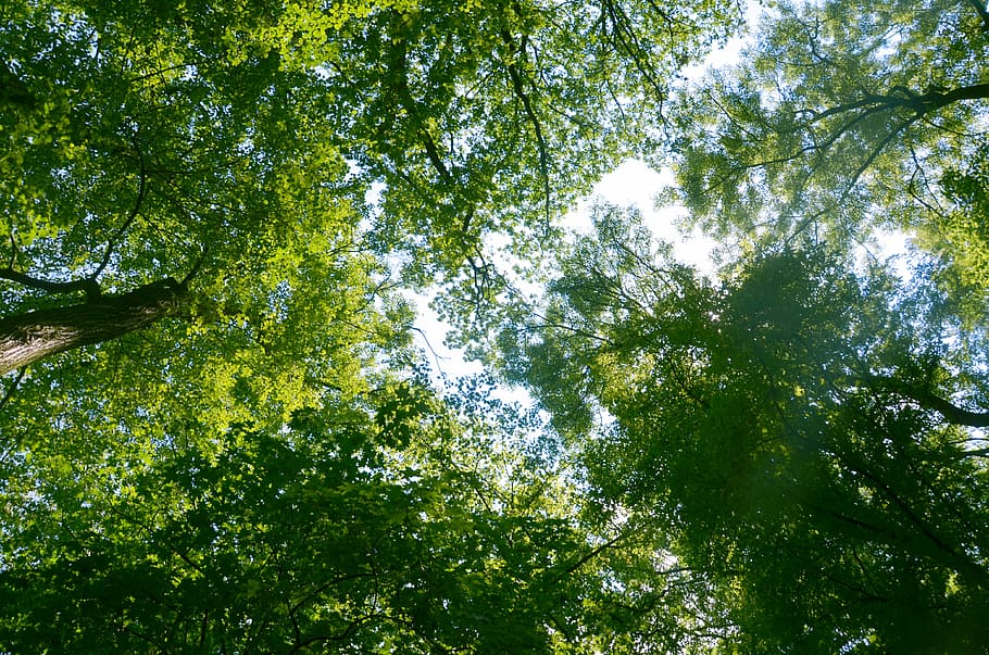 alberi, rami, vista, Paradiso, Treetops, natura, sfondo, luce, foresta, albero, pianta, Inquadratura dal basso, crescita, bellezza nella natura, colore verde, nessuno, giorno, la tranquillità, baldacchino di albero, ramo, scenics - natura, terra, sfondi, all'aperto, cielo, luce del sole, fotogramma intero, direttamente sotto, alto, bambù - pianta, 4K