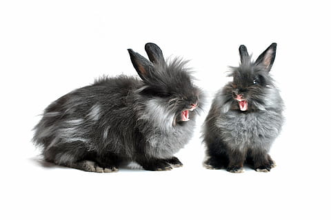 Zwei schwarzgraue Hasen, Hase, schwarz, grau, eigenständige, Ohren, Pelz, Tier, Haustier, Tiere, lustig, lebende Natur, süß, Ostern, wenig, pelzig, Liebe, Frühling, zwei, heiter, Lachen, gähnen, Haustiere, Kaninchen - Tier, Jungtier, Studioaufnahme, Säugetier, flauschige, weißer Hintergrund, klein, inländisch, Tierthemen, zwei tiere, Wirbeltier, Gruppe von Tieren, drinnen, keine Leute, Zusammengehörigkeit, ausgeschnitten, katzenartig, schwarze Farbe, Katze, 2K, CC0, gemeinfrei, lizenzfrei