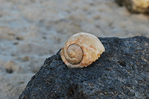 snegl, klippe, tomt, hus, baggrund, tom, hus, dyreskal, et dyr, natur, dyr i naturen, dyre temaer, dyreliv, skal, dyr, tæt på, jord, ingen mennesker, mollusk, dag, solid, rock-objekt, muslingeskal, tekstureret, hvirvelløse, fokus på forgrunden, strand, udendørs, marine, 4K, CC0, offentligt domæne, royaltyfrie