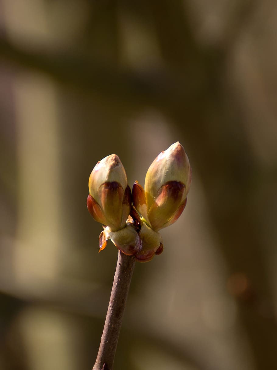 Castanheira, natureza, ramo, castanha, árvore, brotar, Castanho, plantar, sai, folhas de castanheiro, Primavera, flor, fechar-se, pétala, folha, cabeça de flor, cor rosa, macro, botânica, crescimento, frescura, beleza na natureza, fragilidade, vulnerabilidade, planta com flores, focar em primeiro plano, começos, ninguém, caule vegetal, ao ar livre, dia, vida nova, foco seletivo, 4K
