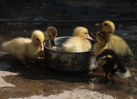 Entlein, flauschige, süß, Vögel, klein, Gelb, junger Vogel, Jungtier, Vogel, Gruppe von Tieren, Tierthemen, Tier, Wirbeltier, Geflügel, Tiere in freier Wildbahn, Ente, Tierwelt, keine Leute, Wasser, Natur, Tag, Schnabel, Fokus auf den Vordergrund, Tierfamilie, Mund offen, Gänschen, 2K, CC0, gemeinfrei, lizenzfrei