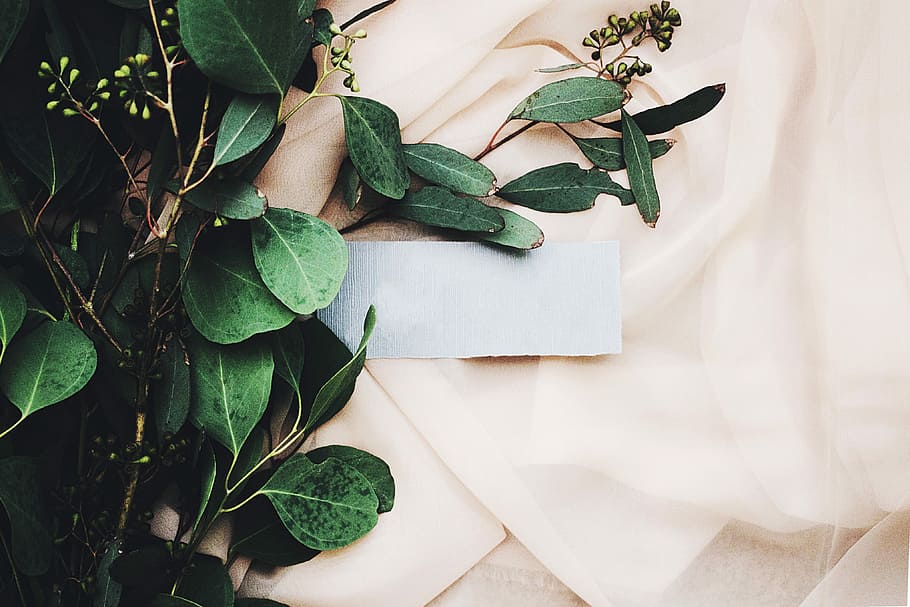 verd, fulles, blanc, tèxtil, planta de fulla verda, full, flora, botànic, teixit, seda, nota, paper, fosc, planta, part de la planta, creixement, color verd, naturalesa, cap gent, bellesa a la natura, primer pla, frescor, Color blanc, a l'interior, planta en test, vista d’angle alt, dia, taula, natura morta, botànica, flor, 4K
