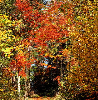alberi di acero, foresta, foresta d'autunno, alberi, alberi decidui, foglie colorate, luminosa, colore, colorato, luce del sole, colore di caduta, umore autunnale, fogliame autunnale, umore, lontano, sentiero nel bosco, ombra, incidenza di luce, raggio di sole, luce, romantico, trova il silenzio, silenzioso, idilliaco, bel posto, atmosferico, transitorietà, periodo dell'anno, autunno dorato, paesaggio, foresta Nera, natura, autunno, albero, modificare, pianta, colore arancione, bellezza nella natura, la tranquillità, nessuno, parte vegetale, giorno, terra, foglia, crescita, scena tranquilla, scenics - natura, all'aperto, ramo, collezione autunnale, condizione naturale, 2K, CC0, dominio pubblico, privo di copyright