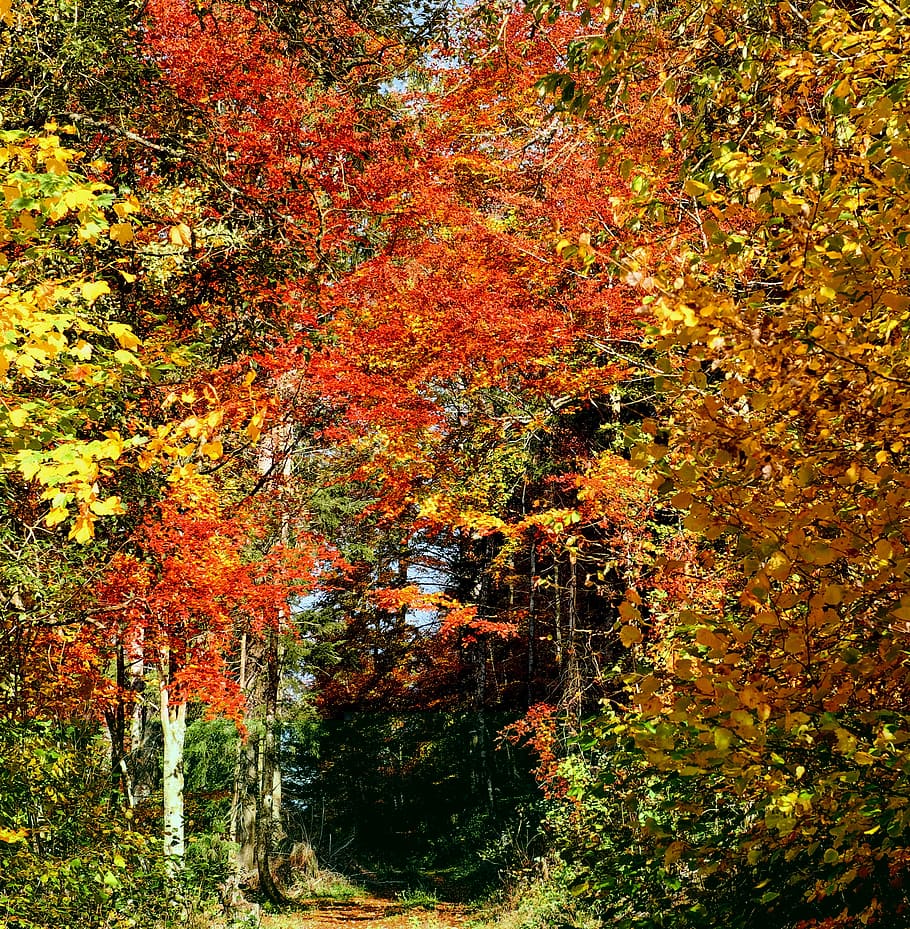 arbres d’art, bosc, bosc de tardor, arbres, arbres caducifolis, fulles de colors, brillant, color, colorit, llum solar, color de la tardor, humor de tardor, fullatge de tardor, humor, lluny, camí forestal, ombra, incidència de llum, raig de sol, llum, romàntic, trobar silenci, silenciós, idíl·lic, bonic lloc, atmosfèric, la fugacitat, època de l’any, tardor daurat, paisatge, bosc Negre, naturalesa, tardor, arbre, canvi, planta, color taronja, bellesa a la natura, tranquil·litat, cap gent, part de la planta, dia, terra, full, creixement, escena tranquil·la, escenics - natura, a l'aire lliure, branca, col·lecció de tardor, condició natural, caure, 2K