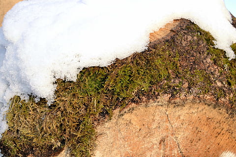 log, grain, moss, snow, wood, tree, nature, datailaufnahme, sawed off, bark, green, day, no people, plant, beauty in nature, land, growth, outdoors, tranquility, rock, environment, rock - object, solid, scenics - nature, white color, motion, high angle view, landscape, tranquil scene, non-urban scene, 4K, CC0, public domain, royalty free