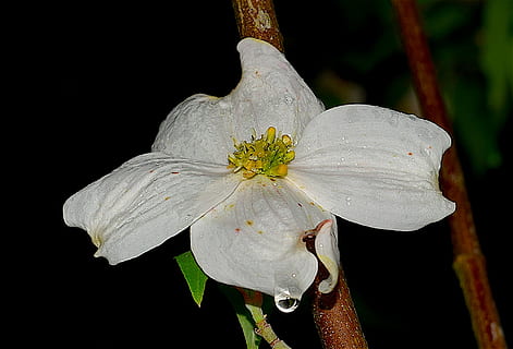 corniolo, bianca, goccia di rugiada, natura, primavera, pianta, albero, fiorire, ramo, verde, fiore, foglia, giardino, fioritura, le foglie, floreale, petalo, luminosa, di stagione, all'aperto, naturale, fresco, botanico, bellezza nella natura, avvicinamento, crescita, pianta fiorita, vulnerabilità, infiorescenza, fragilità, freschezza, testa di fiore, nessuno, polline, Colore bianco, girato in studio, sfondo nero, concentrarsi sulle conoscenze acquisite, 1080P, CC0, dominio pubblico, privo di copyright