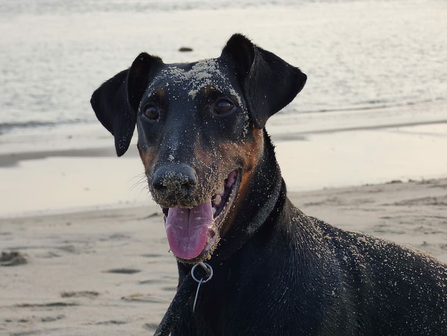 selectiu, foto del focus, negre, bronzejat, pinsos doberman, vora del mar, doberman, gos, platja, diversió, mascota, sorra, animal, gos a la platja, actiu, jugar, mascotes, un animal, animals domèstics, caní, nacional, mamífer, temes d'animals, vertebrats, terra, centrar-se en primer pla, aigua, mar, naturalesa, mirant cap a fora, treure la llengua, a l'aire lliure, cap gent, llengua animal, cap d’animals, boca oberta, boca d’animals, 4K