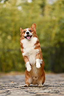 dorosły, biały, brązowy, pembroke walijski corgi, zwierzęta domowe, pies, jedno zwierzę, psi, ssak, tematy zwierzęce, zwierzę, krajowy, kręgowiec, skupić się na pierwszym planie, dzień, żadnych ludzi, patrząc, Natura, odwracając wzrok, pełna długość, roślina, otwarta buzia, na dworze, język zwierzęcy, pies rasowy, 4K, CC0, domena publiczna, darmowe zdjęcia