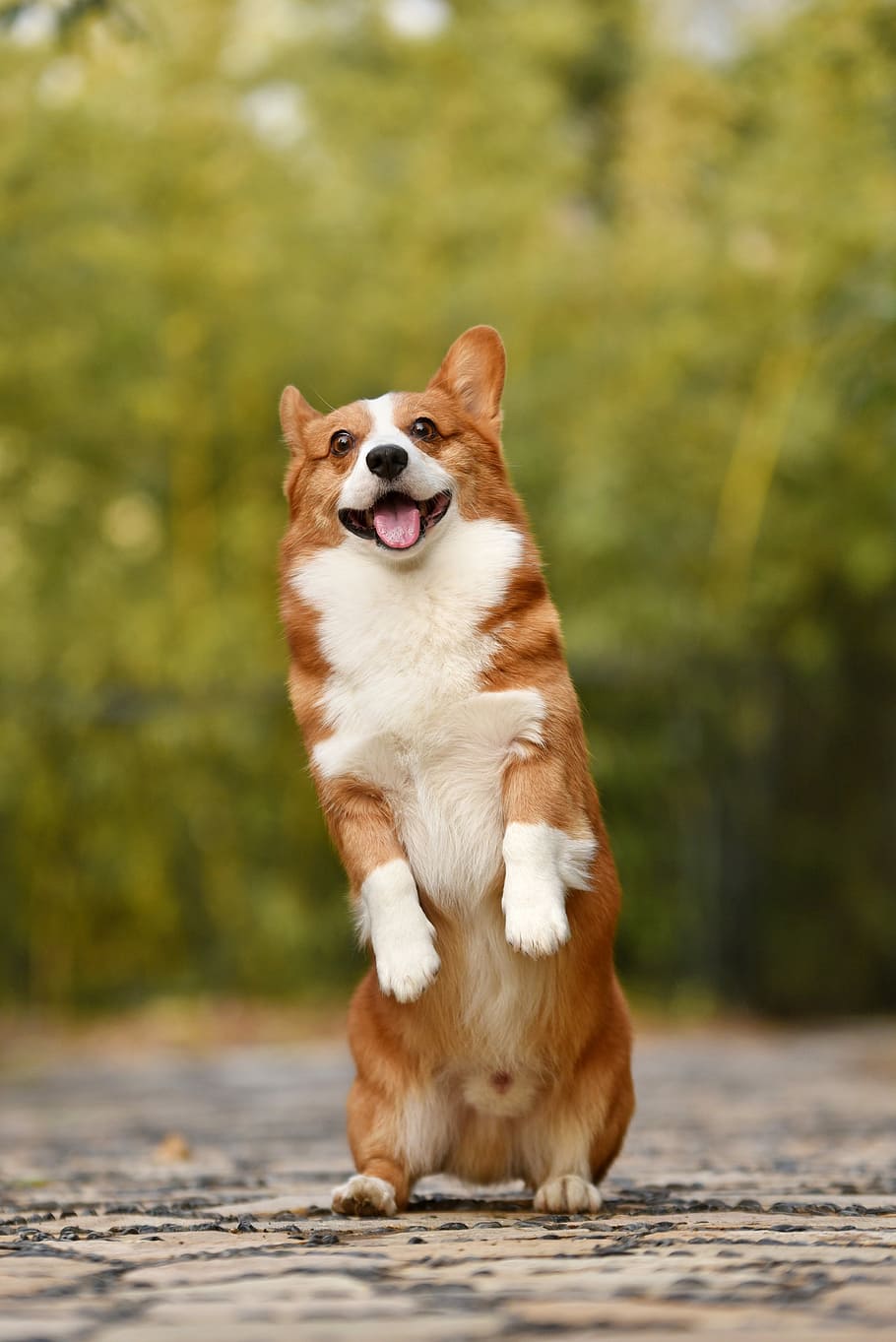 adult, blanc, marró, pembroke welsh corgi, mascotes, gos, un animal, caní, mamífer, temes d'animals, animal, nacional, animals domèstics, vertebrats, centrar-se en primer pla, dia, cap gent, mirant, naturalesa, mirant cap a fora, longitud completa, planta, boca oberta, a l'aire lliure, llengua animal, gos de pura raça, 4K