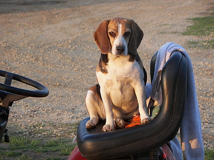beagle, sidder, sjov, hunde, hund, kæledyr, et dyr, indenlandske, dyre temaer, pattedyr, husdyr, dyr, hvirveldyr, portræt, dag, ungt dyr, hundehvalp, leder, ingen mennesker, forfra, fokus på forgrunden, 2K, CC0, offentligt domæne, royaltyfrie