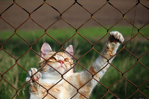 Kitten, Grid, Tiger Cat, cat, mieze, red mackerel tabby, red cat, cat's eyes, cat face, wire mesh, chainlink fence, protection, prison, safety, security, cage, fence, pets, mammal, domestic animals, animal, boundary, animal themes, domestic, vertebrate, barrier, one animal, no people, metal, close-up, feline, outdoors, animal head, aggression, 5K, CC0, public domain, royalty free