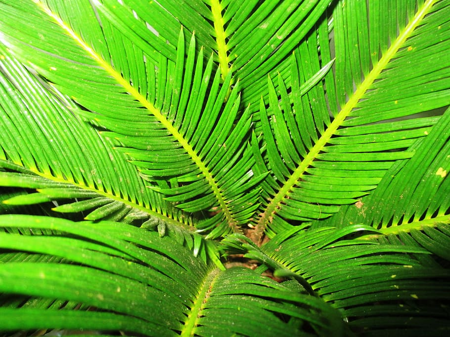 Palmera, tancar, James, verd, palmell, James, verd, full, color verd, fulla de palma, naturalesa, fronda, planta, part de la planta, creixement, primer pla, fons, marc complet, bellesa a la natura, cap gent, dia, falguera, arbre, patró natural, frescor, a l'aire lliure, patró, fulles, 4K