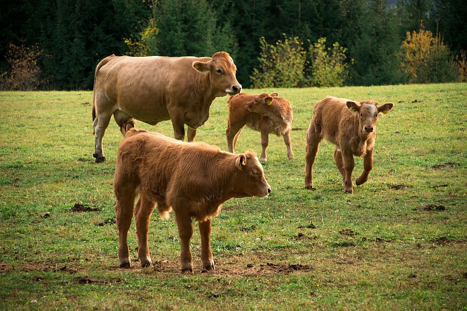 bestiame, mucche, mucca, Marrone, pascolo, animale, pascolare, prato, agricoltura, alm, estate, ruminante, natura, Manzo, prati di montagna, gregge, rurale, mucche mucche, bovini da latte, mammifero, temi animali, gruppo di animali, animali domestici, domestico, erba, terra, pianta, vertebrato, campo, vitello, giovane animale, in piedi, nessuno, erbivoro, all'aperto, famiglia di animali, 5K